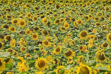 《苏菲的炼金工房2》《破晓传说》联动细节 4月之前更新